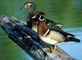 wood duck hen 