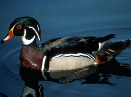 wood duck drake