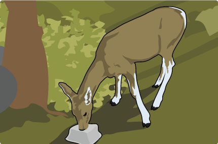 salt lick