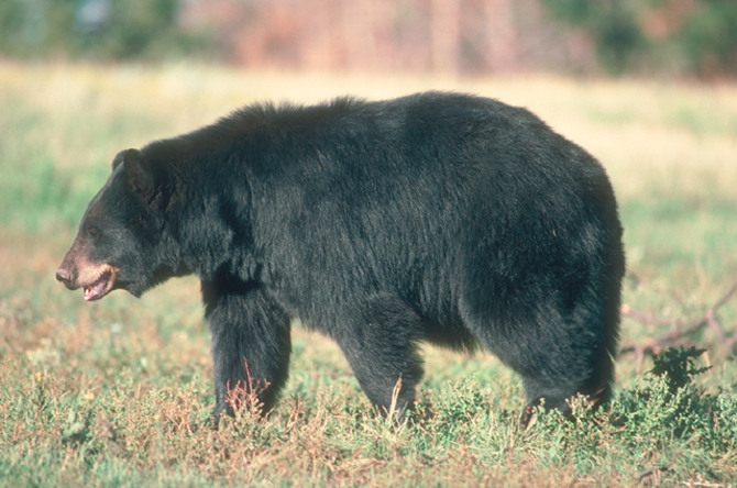 Black Bear