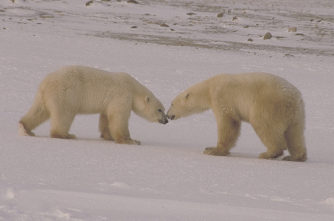 polar bear 