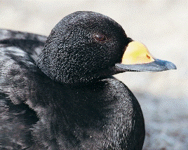 Black Scoter