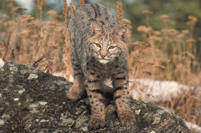bobcat