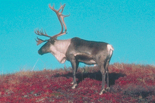 Caribou