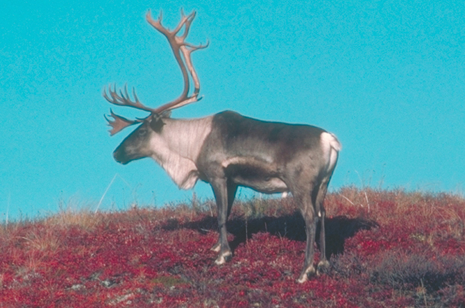 caribou