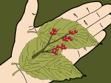 Vegetation Vegetation