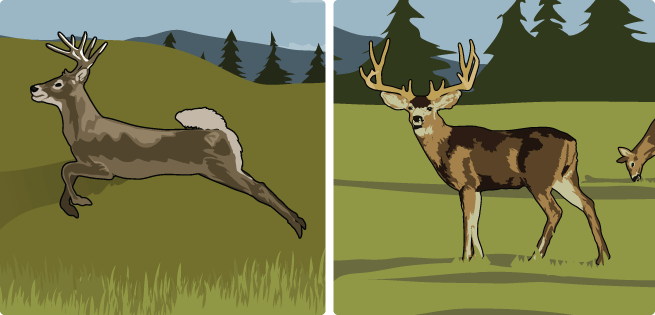 WT/Mule Deer WT/Mule Deer