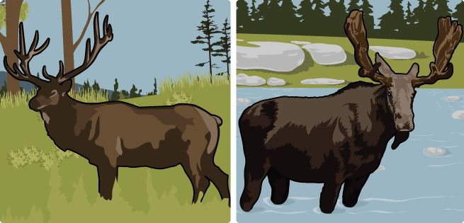Elk/Moose Elk/Moose