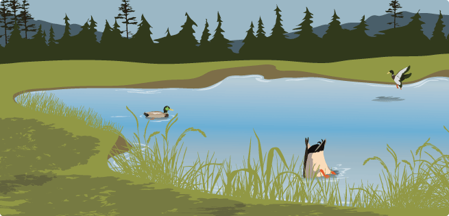 Waterfowl Waterfowl