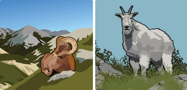 Bighorn/MountainGoat Bighorn/MountainGoat