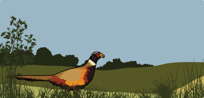 Upland Birds Upland Birds