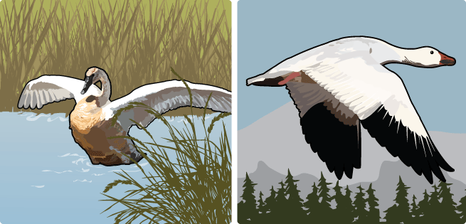 Goose/Swan Goose/Swan