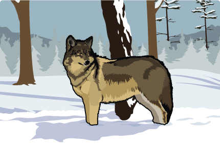 Wolf Wolf
