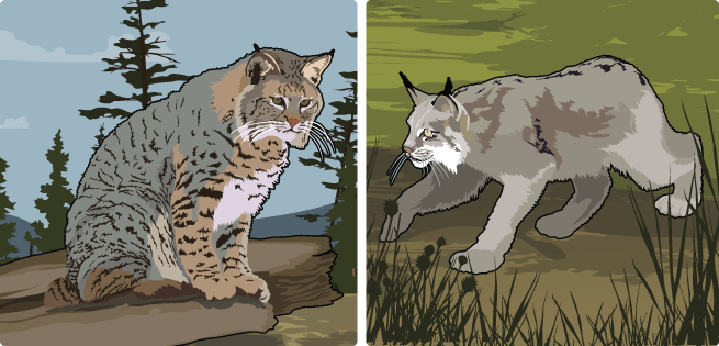 Lynx Lynx