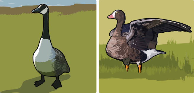 Canada and White Fronted Geese Canada and White Fronted Geese