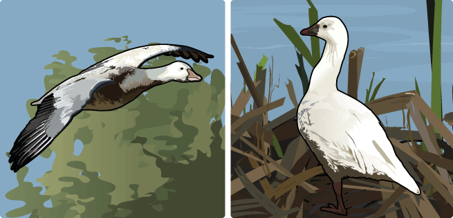 Blue Goose; Ross Goose Blue Goose; Ross Goose