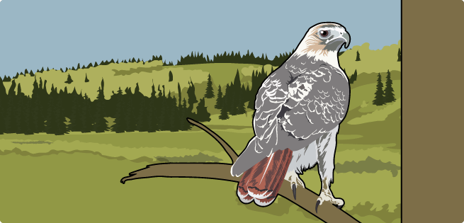 Red-Tailed Hawk Red-Tailed Hawk