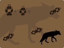 Coyote Tracks
