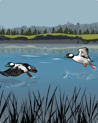 Diving Duck Diving Duck