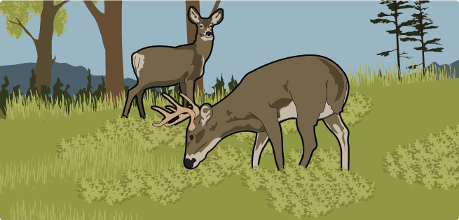 Food - Deer Food - Deer