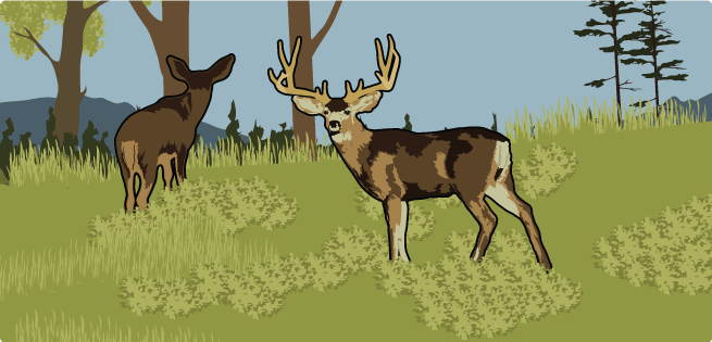 Food - Deer Food - Deer