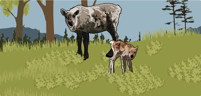 Food - Deer Food - Caribou