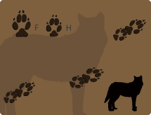 Wolf Tracks