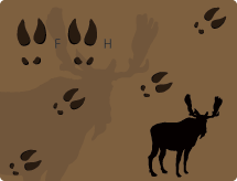 Moose Tracks