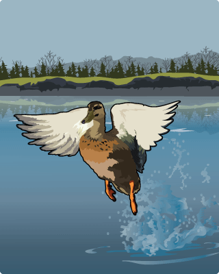 Puddle Duck Puddle Duck