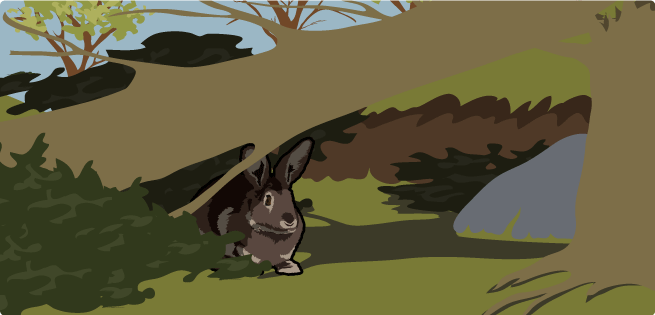 cover - rabbit cover - rabbit