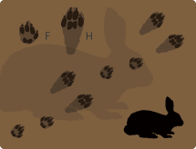 Snowshoe Hare Tracks