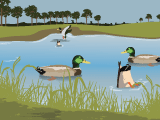 Ducks Ducks