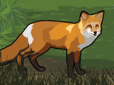 Furbearer Furbearer