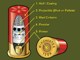 Shell Shell