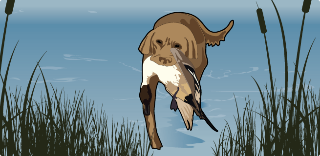 Retrieving a game bird Retrieving a game bird