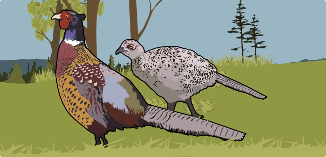 Ring-Necked Pheasant Ring-Necked Pheasant