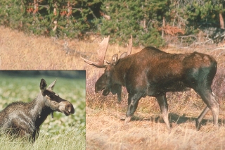 Moose