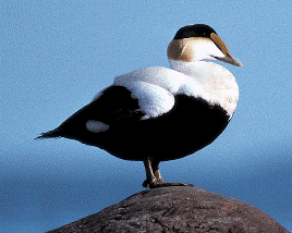 Common Eider