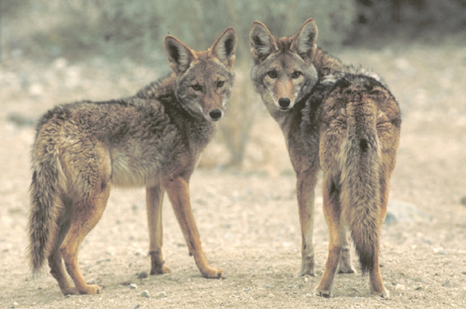 coyote