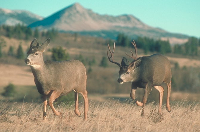 deer mule 