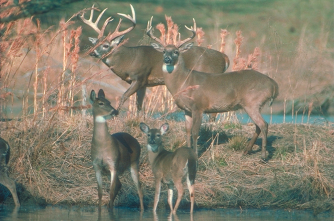 deer wt