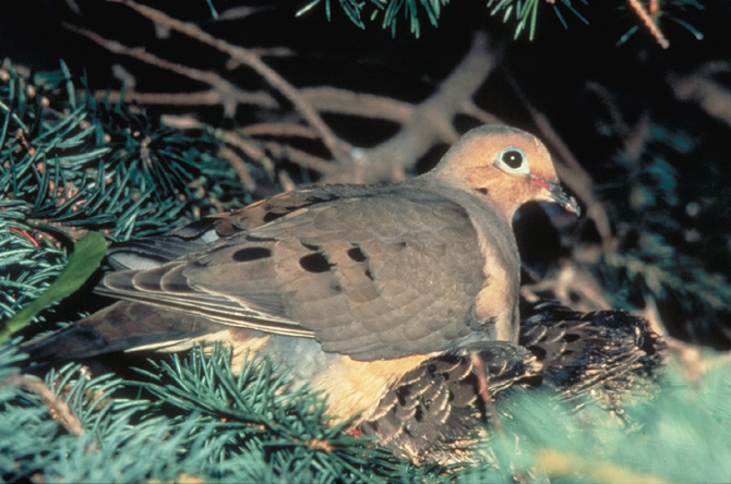 dove mourning 