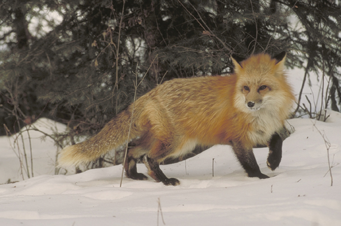 red fox 