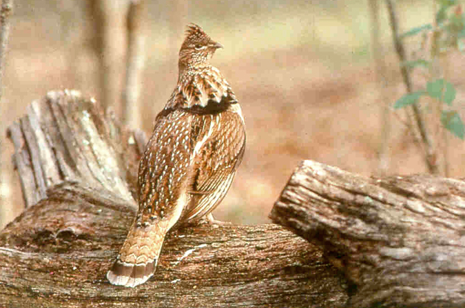ruffled grouse 