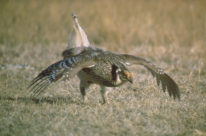 sharptailed 