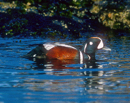Harlequin