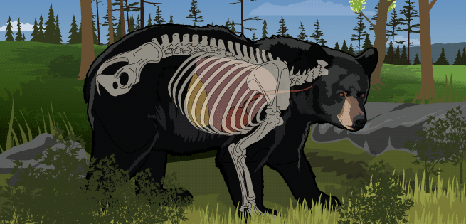 Bear Vital Organs Bear Vital Organs