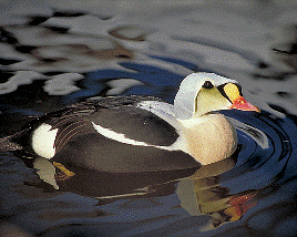 King Eider