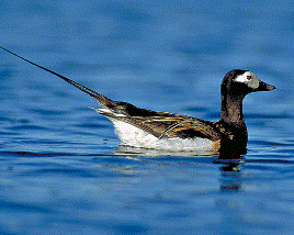 Long Tailed Duck