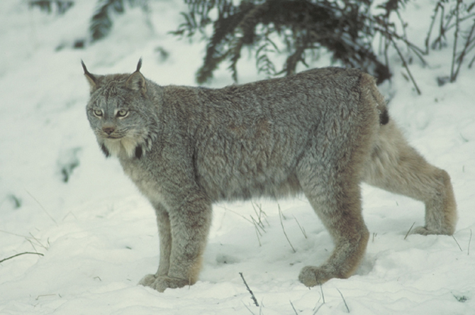 lynx